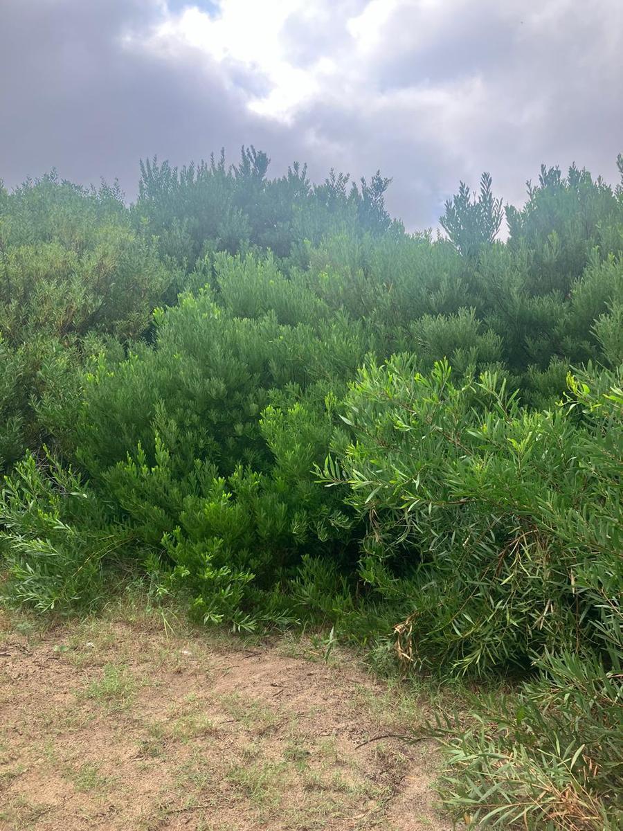 Muy Buen Terreno de 600 m. en Las Gaviotas 2