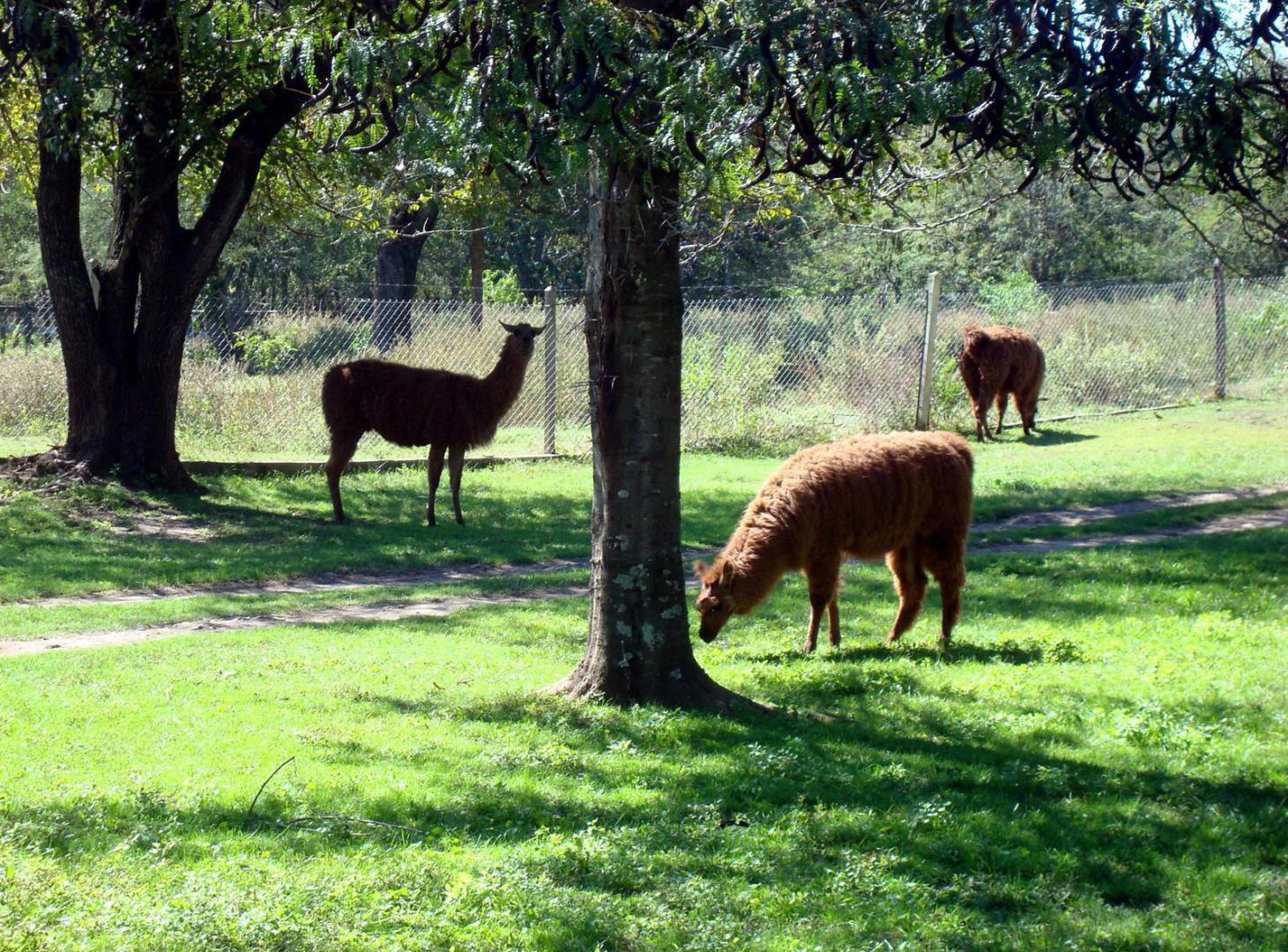 Foto de VENTA| TERRENO en CORRAL DE BARRANCAS, imagen 3