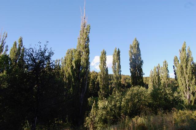 Foto de Campo 80 hectareas en Epuyen Chubut, imagen 4