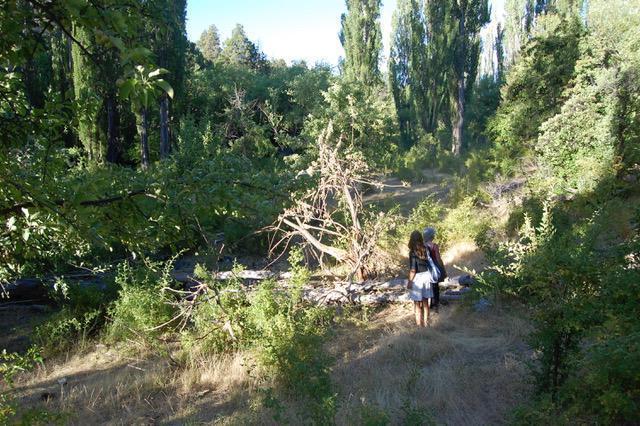 Foto de Campo 80 hectareas en Epuyen Chubut, imagen 3