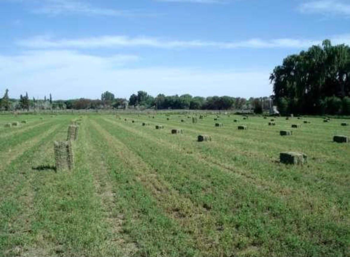 Foto de Venta Chacra 150 ha, Ruta Nac 250, km 264, Pomona, Valle Medio Rio Negro, imagen 2