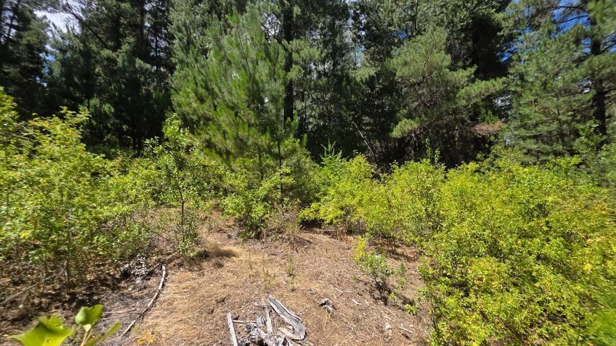 FRACCIÓN TERRENO EN MALLIN AHOGADO CON BOSQUE 5