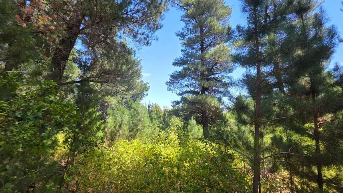 FRACCIÓN TERRENO EN MALLIN AHOGADO CON BOSQUE 4