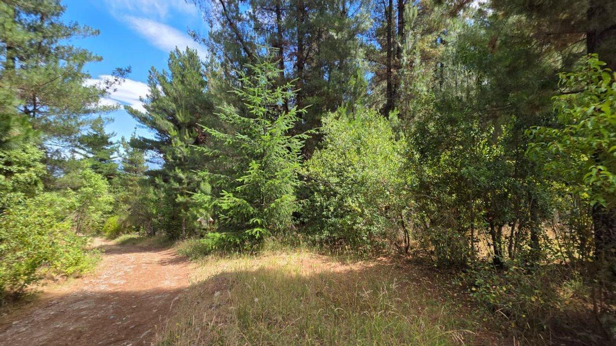 FRACCIÓN TERRENO EN MALLIN AHOGADO CON BOSQUE