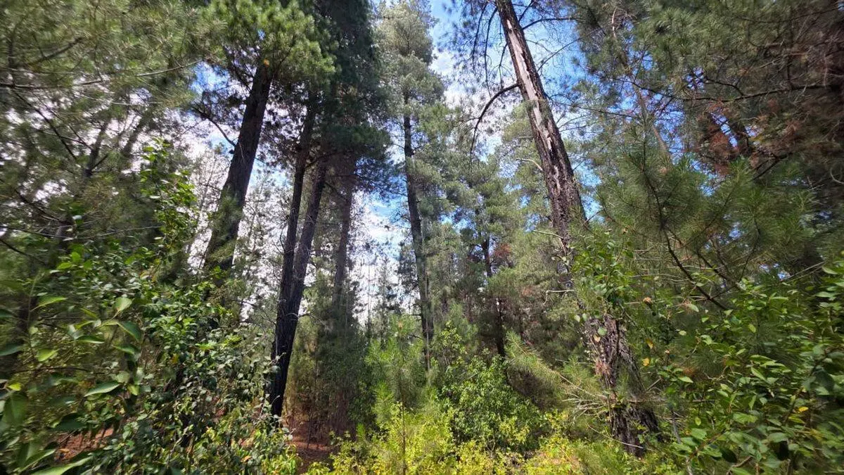 FRACCIÓN TERRENO EN MALLIN AHOGADO CON BOSQUE 3