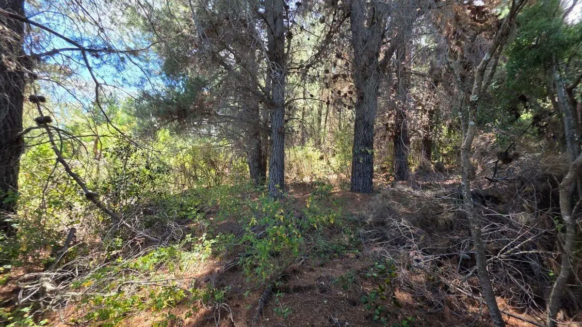 FRACCIÓN TERRENO EN MALLIN AHOGADO CON BOSQUE 5