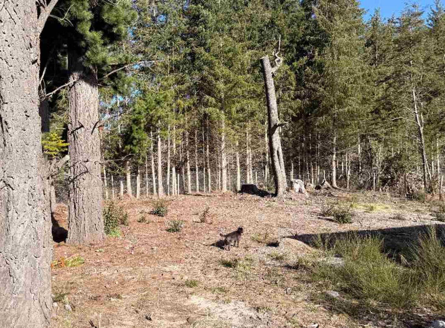 Foto de LOTE BOSCOSO EN CIRCUITO CHICO EN VENTA, imagen 3
