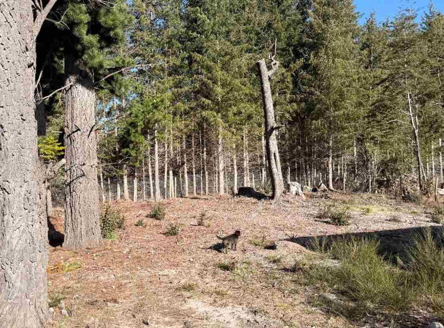 Foto de LOTE BOSCOSO EN CIRCUITO CHICO EN VENTA, imagen 4