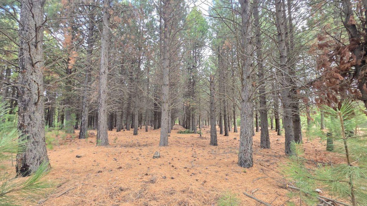 Foto de Lote en Bariloche barrio cerrado Dos Valles, imagen 5