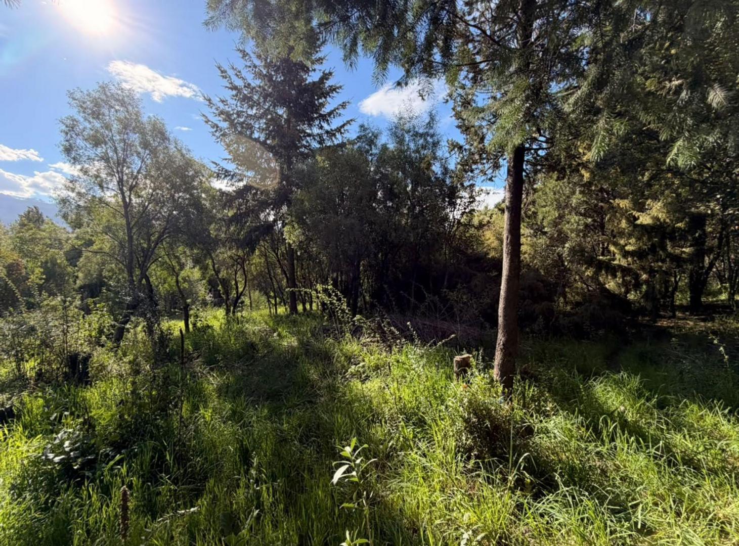 Foto de Lote Arbolado en Buena Vista, imagen 5