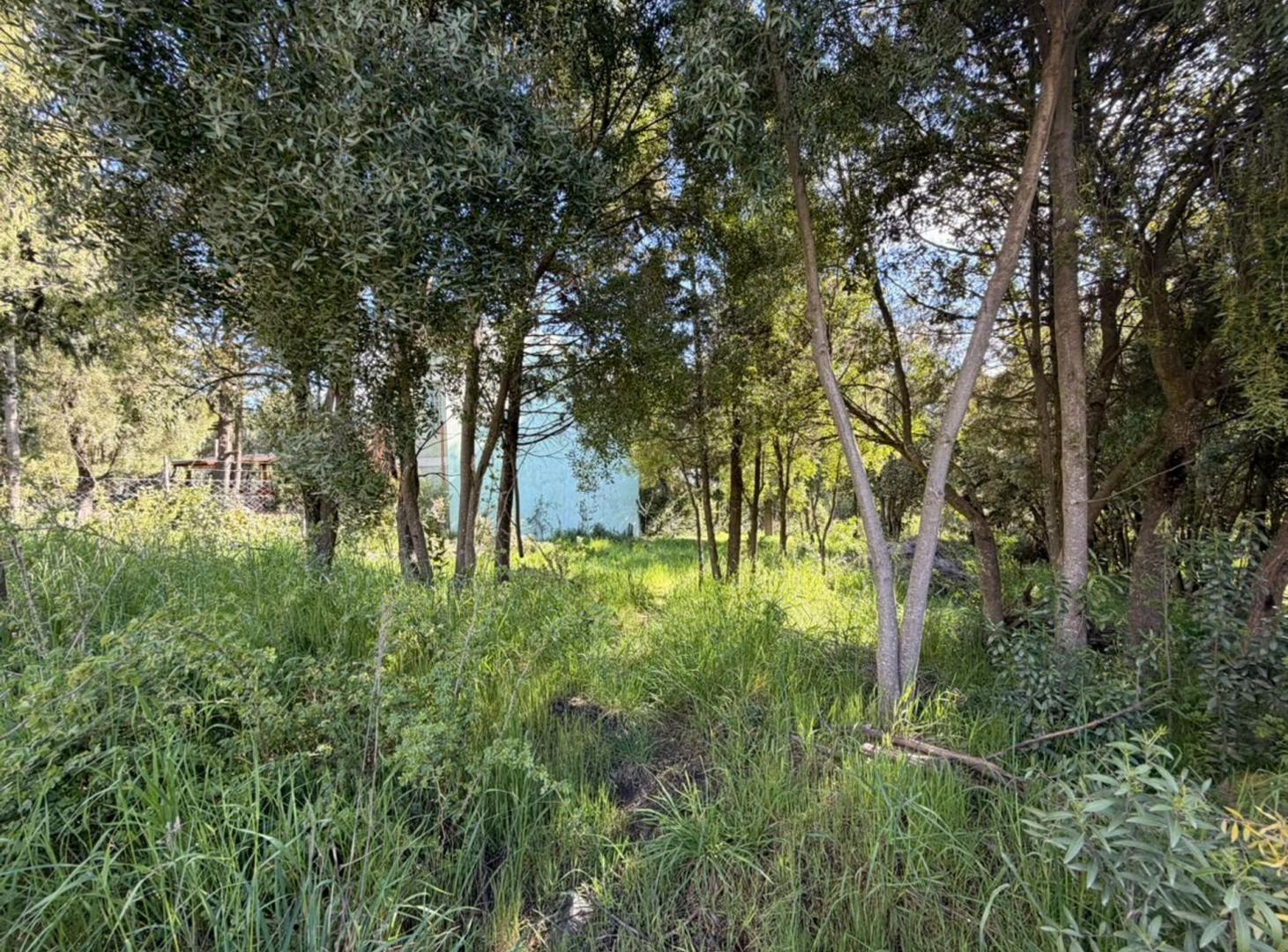 Foto de Lote Arbolado en Buena Vista, imagen 4