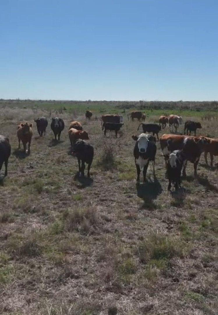 VENTA CAMPO GANADERO DE 162 HAS(LOS TALAS/BERISSO)