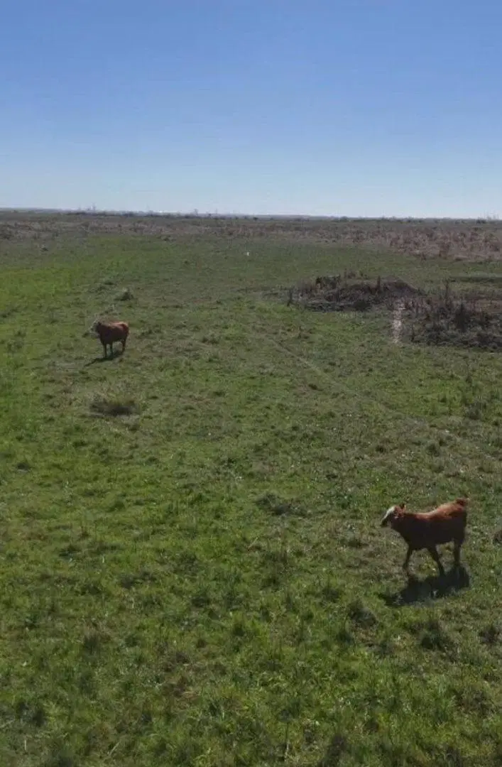 VENTA CAMPO GANADERO DE 162 HAS(LOS TALAS/BERISSO) 4