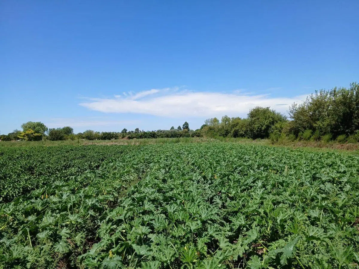 Campo Agricola, 6 Ha., Villa Vatteone, F. Varela 5