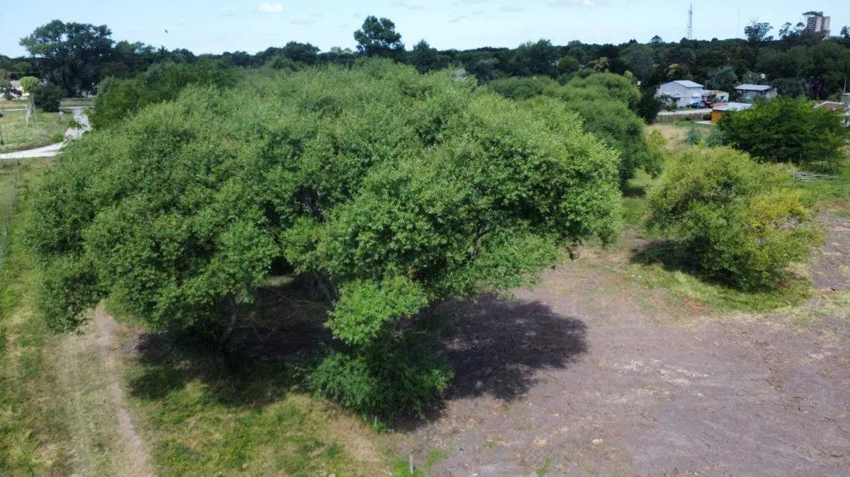 VENTA LOTE EN GENERAL MADARIAGA 3