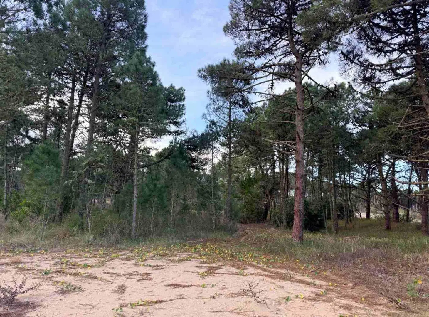 Lote en Venta en Barrio Bosques PINAMAR NORTE 4