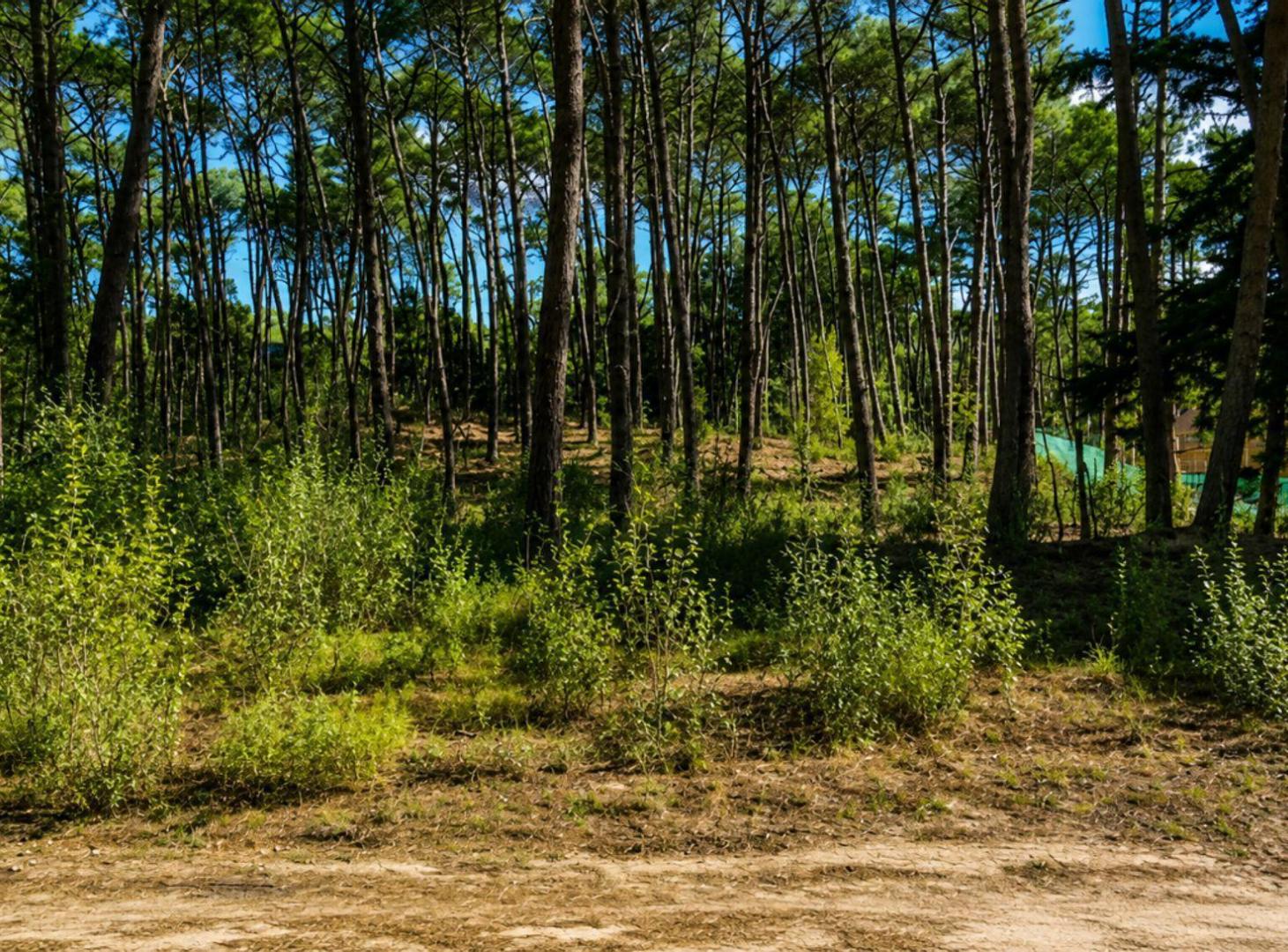 VENTA LOTE EN CARILO 1800 M2 DE BOSQUE