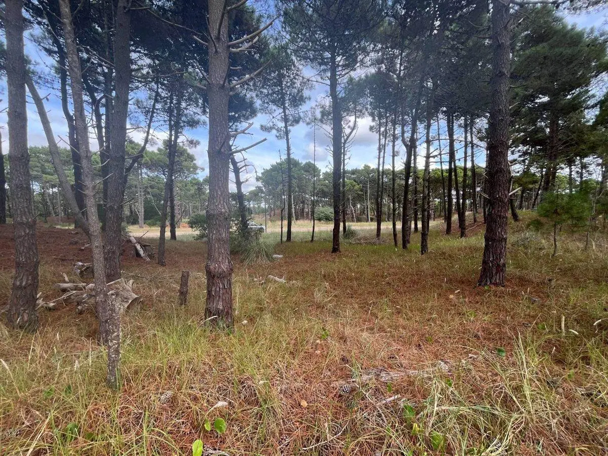 VENTA DE LOTE EN PINAMAR. BARRIO BOSQUES ETAPA 1 3
