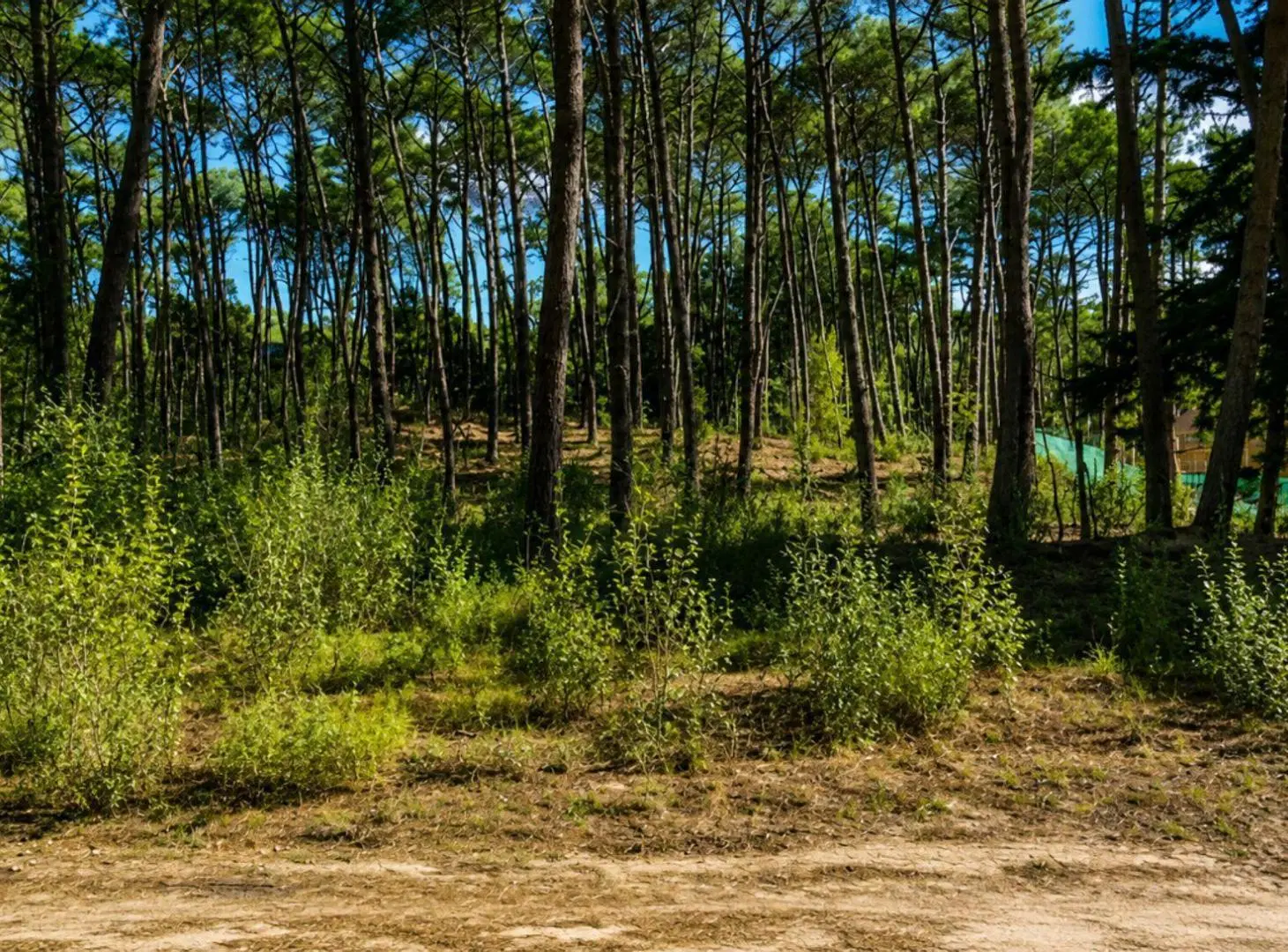 VENTA LOTE EN CARILO 1800 M2 DE BOSQUE 2