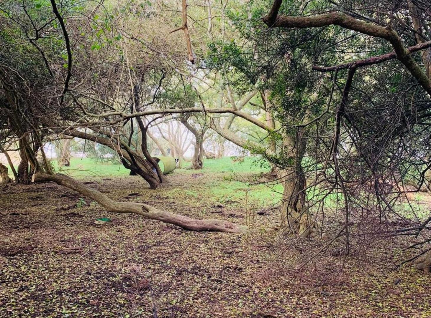 Foto de CHACRA CAMPO VENTA MADARIAGA TIO DOMINGO GANADERO, imagen 2