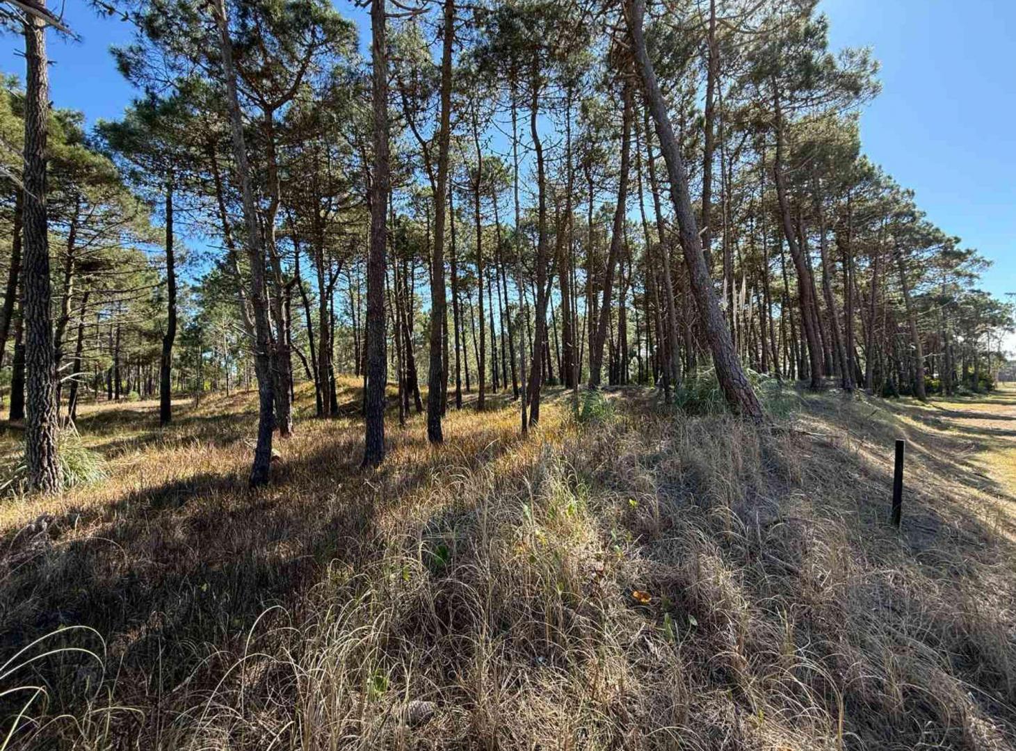 Foto de LOTE VENTA BARRIO BOSQUES PINAMAR NORTE, imagen 4
