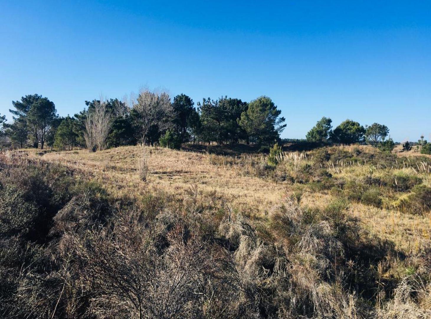 Foto de VENTA DE LOTE EN VILLA GESELL- BARRIO EL SALVAJE, imagen 3