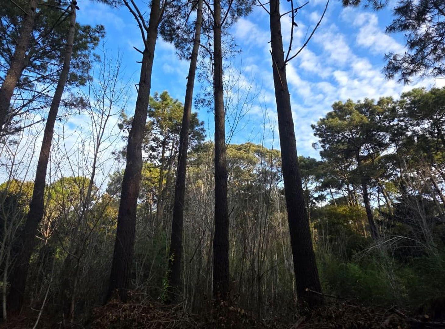 Foto de VENTA DE LOTE EN CARILO, imagen 5