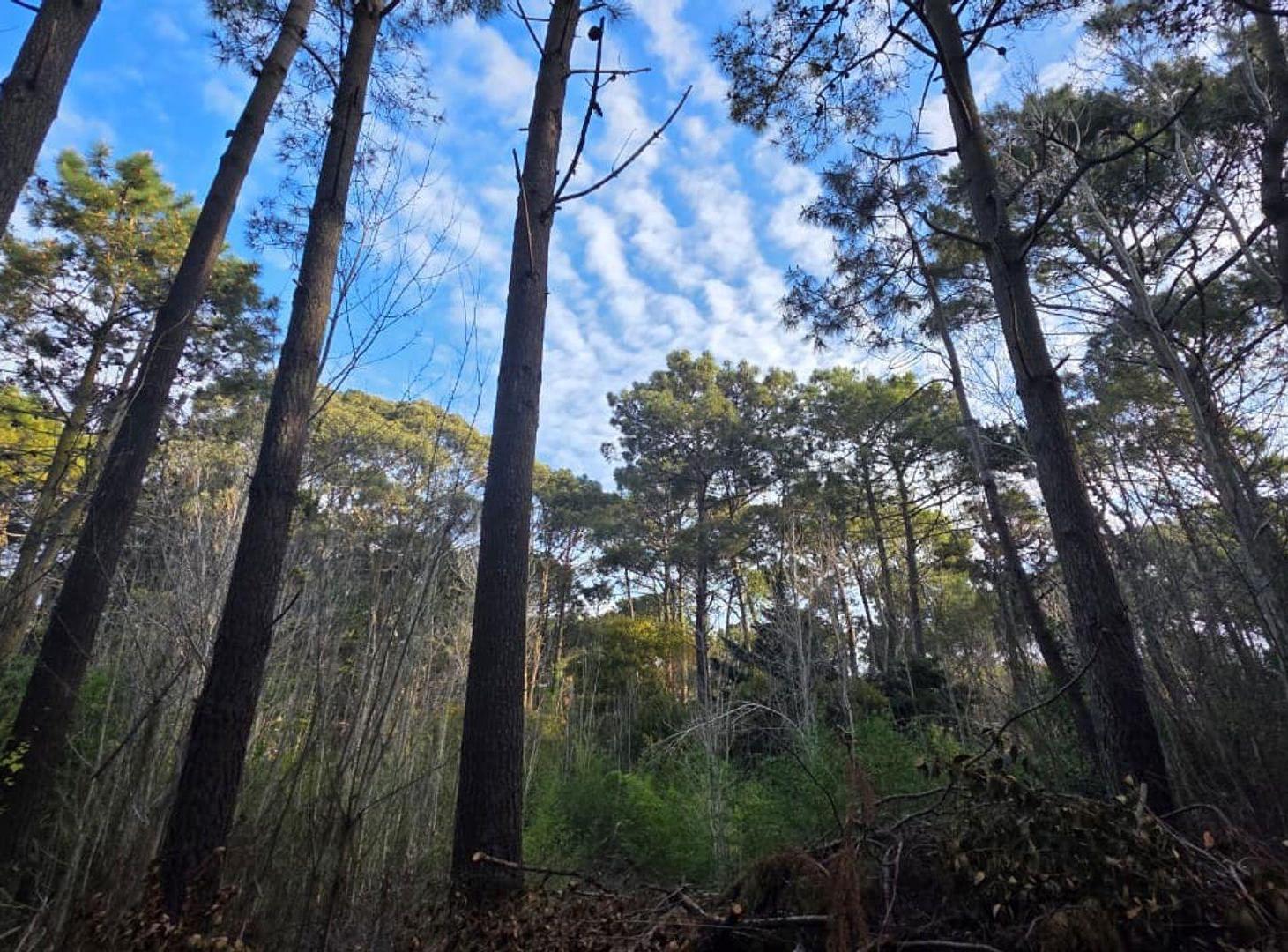 Foto de VENTA DE LOTE EN CARILO, imagen 1