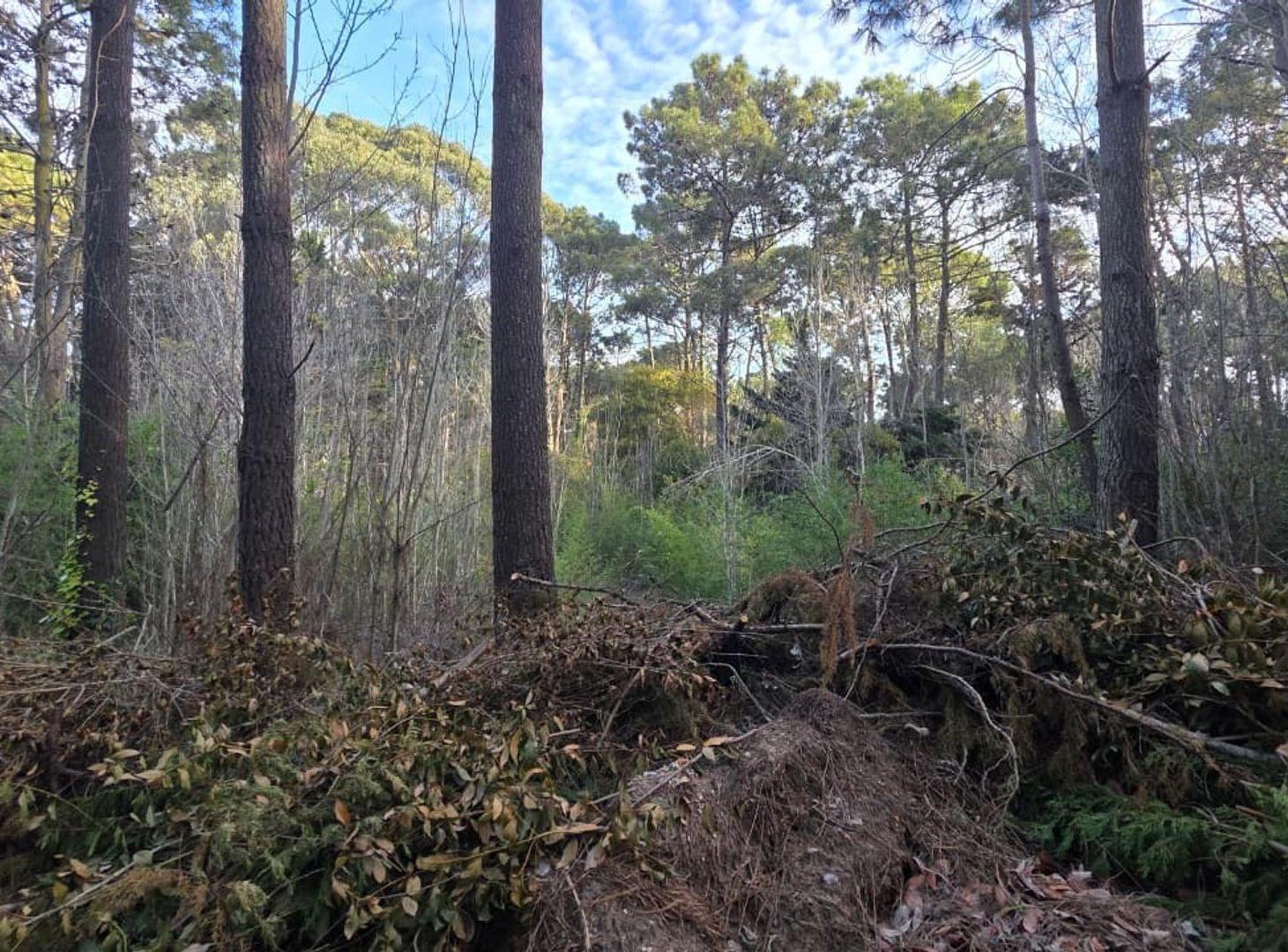 Foto de VENTA DE LOTE EN CARILO, imagen 4