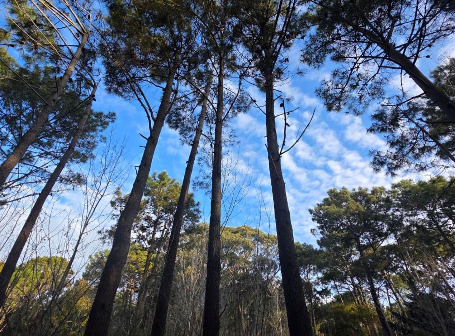 Foto de VENTA DE LOTE EN CARILO, imagen 3