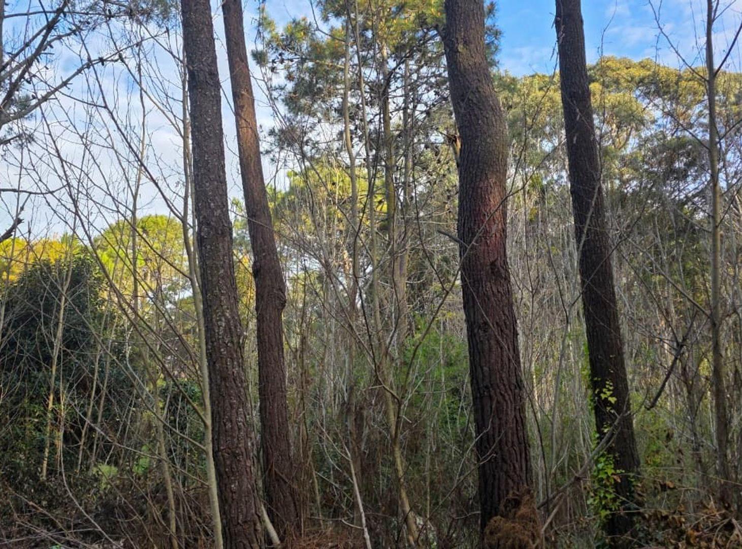 Foto de VENTA DE LOTE EN CARILO, imagen 2