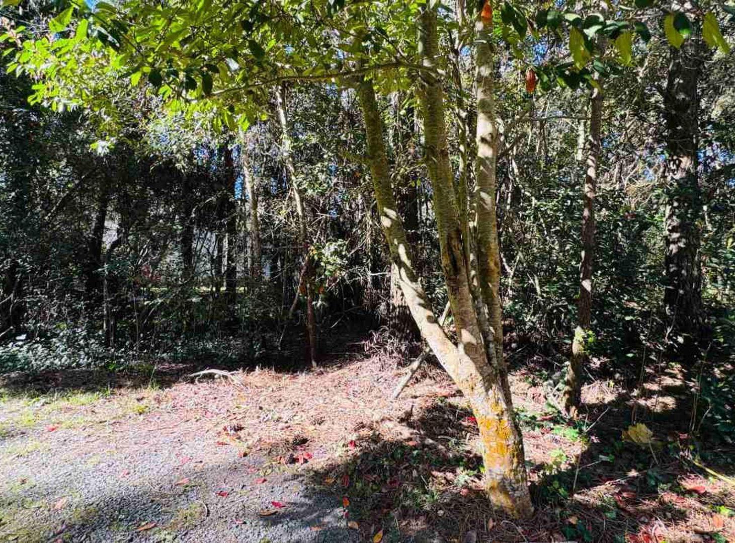 Foto de Excelente Lote en Carilo, imagen 2