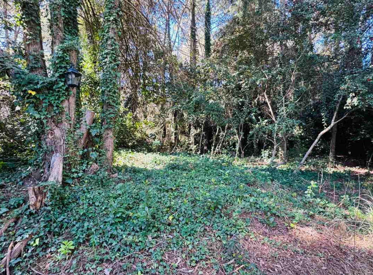 Foto de Excelente Lote en Carilo, imagen 5