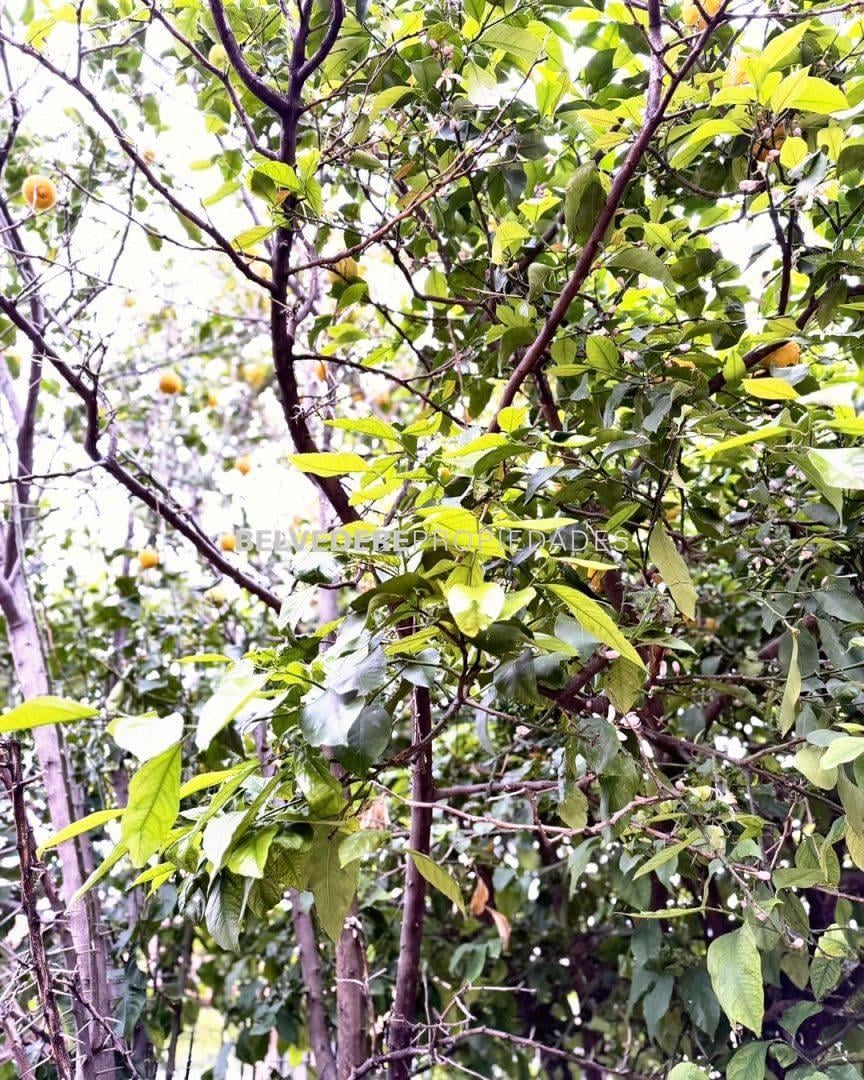 Foto de venta, casa, lote propio, cochera y fondo, imagen 4