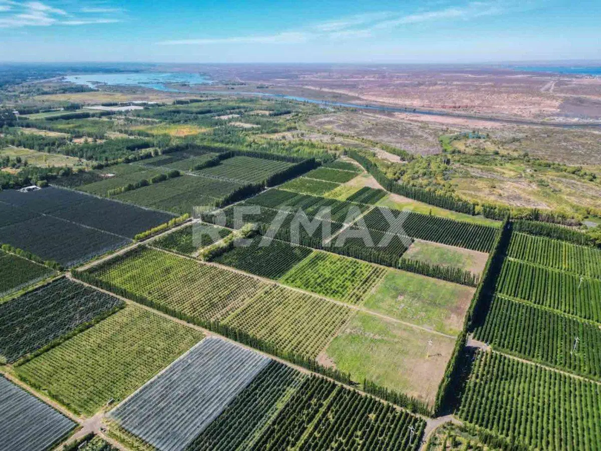 VENTA CHACRA 33,72 HTAS EN PRODUCCION 4