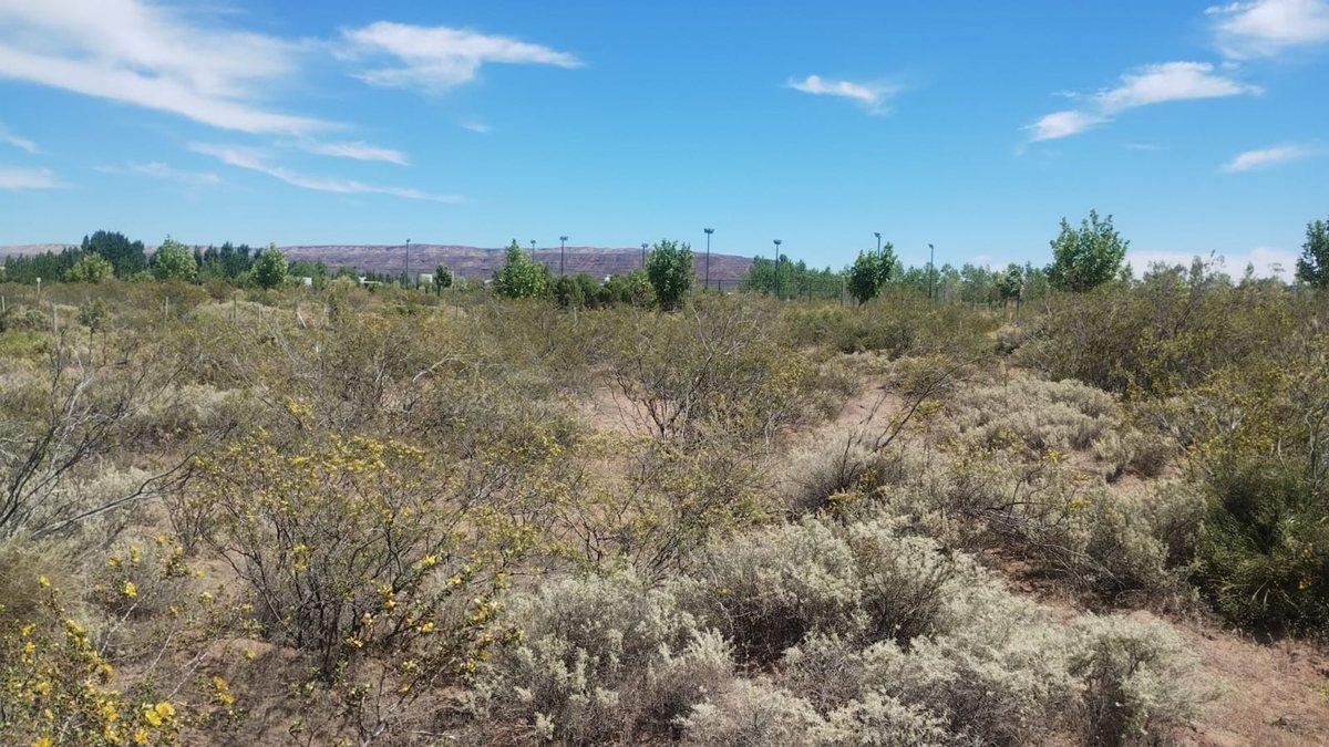 VENTA LOTE CHOCON MEDIO ETAPA MEDANOS