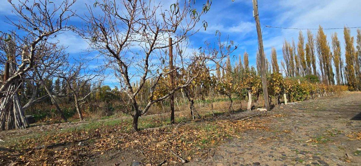 Foto de VENTA CHACRA VISTA ALEGRE SUR, imagen 4