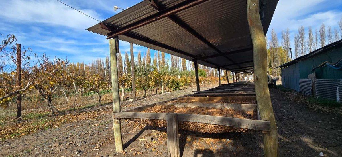Foto de VENTA CHACRA VISTA ALEGRE SUR, imagen 3