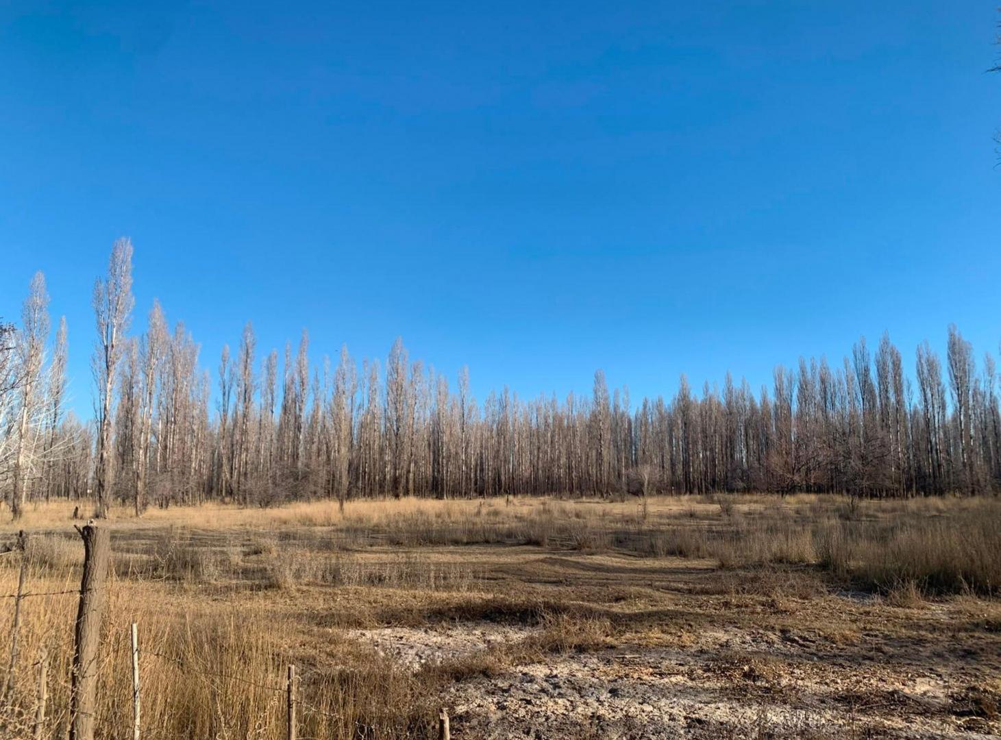 Foto de VENTA CHACRA 4 HECTÁREAS - PLOTTIER, imagen 1