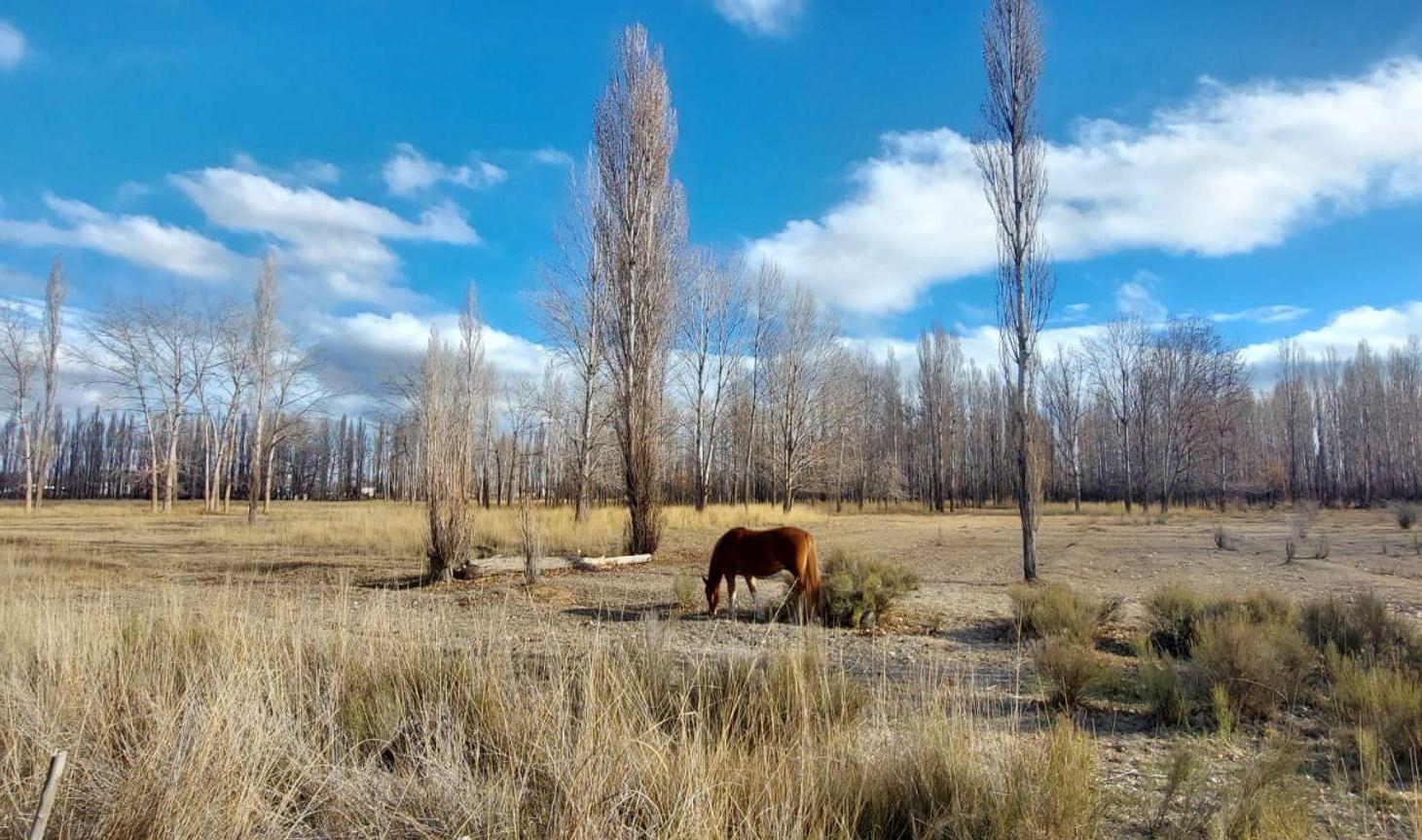 Foto de VENTA CHACRA 4 HECTÁREAS - PLOTTIER, imagen 4