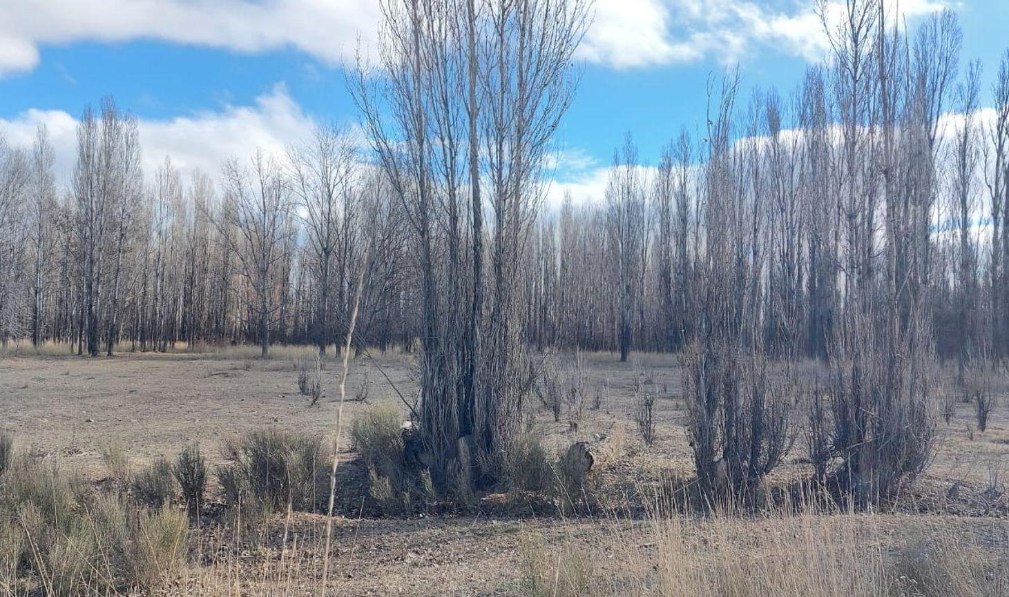 Foto de VENTA CHACRA 4 HECTÁREAS - PLOTTIER, imagen 5