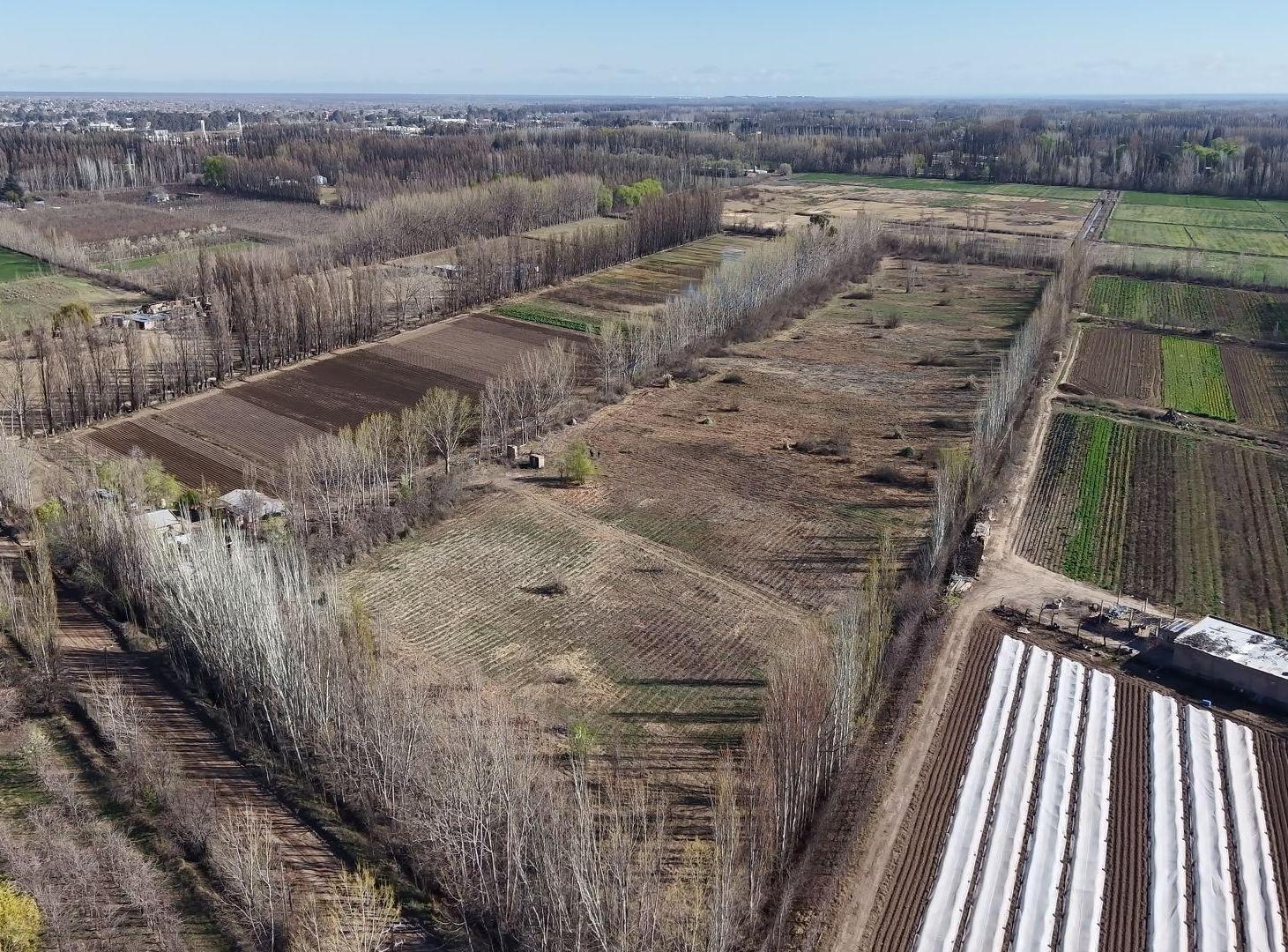 Foto de CHACRA DE 5.6HAS EN CENTENARIO – LOTE AGRICOLA, imagen 4