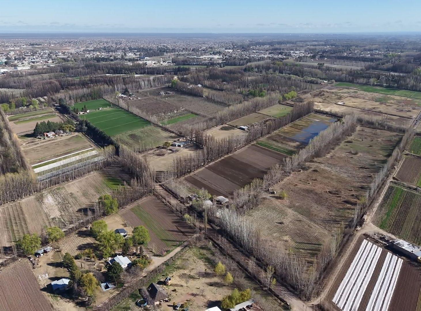 Foto de CHACRA DE 5.6HAS EN CENTENARIO – LOTE AGRICOLA, imagen 2