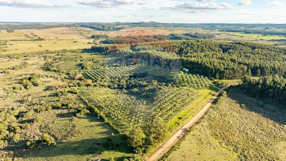Venta de Campo con olivos en Rocha 3