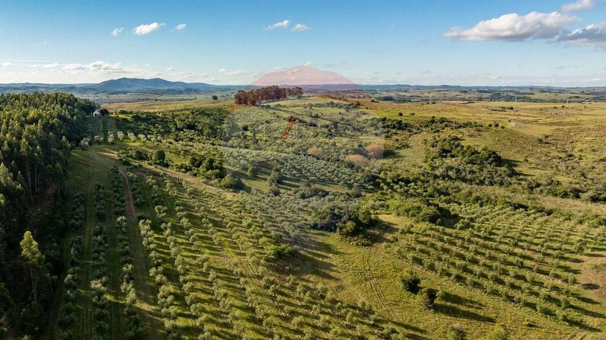 Venta de Campo con olivos en Rocha 4
