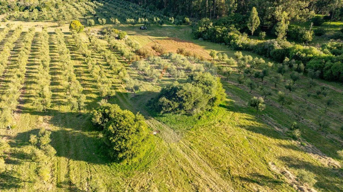 Venta de Campo con olivos en Rocha 5