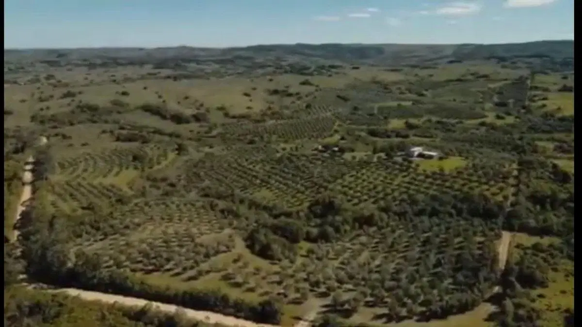 Campo de 43 hectareas con plantacion de Olivos de 3