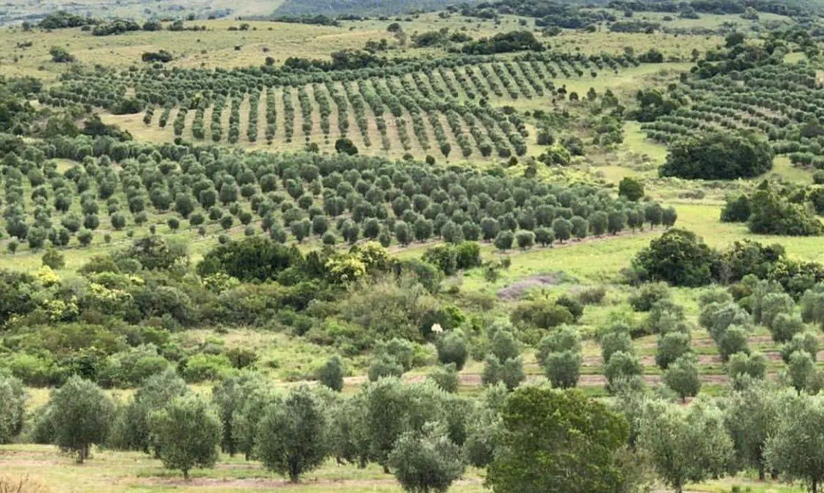 Campo de 43 hectareas con plantacion de Olivos de 2