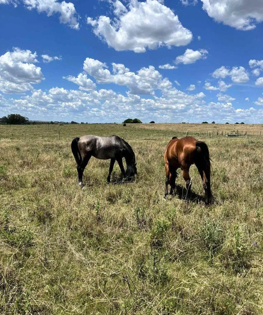 Campo 71 ha con costa de arroyo – Maldonado 5
