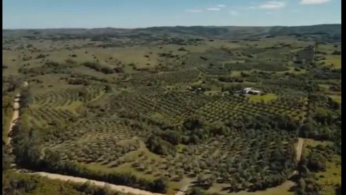 Campo de 43 hectareas con plantacion de Olivos de